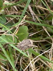 Odiellus spinosus