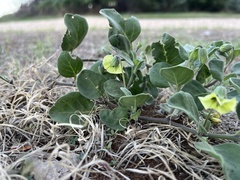 Physalis cinerascens
