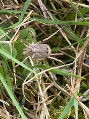 Odiellus spinosus