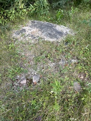 Fragaria