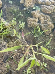 Leucospora multifida
