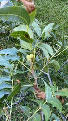 Carya illinoinensis