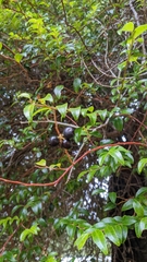 Vaccinium ovatum