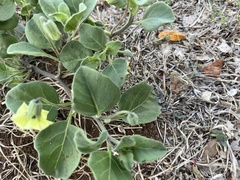 Physalis cinerascens