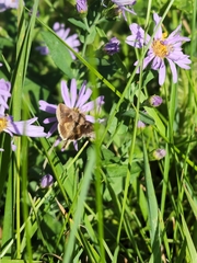 Anagrapha falcifera