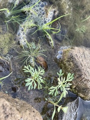 Leucospora multifida