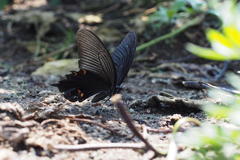 Papilio demetrius