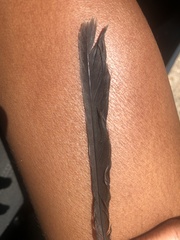 Dumetella carolinensis