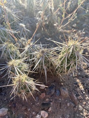 Grusonia clavata