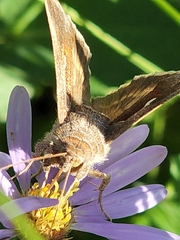 Anagrapha falcifera