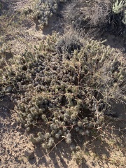Grusonia clavata