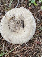 Amanita ceciliae