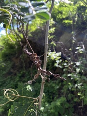 Piptadenia obliqua