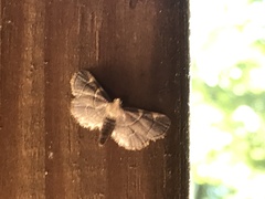 Hypsopygia