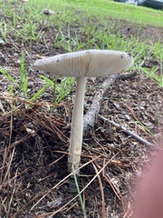 Amanita ceciliae