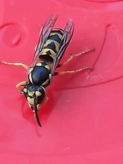 Vespinae
