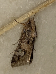 Melipotis famelica
