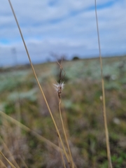 Dichanthium sericeum