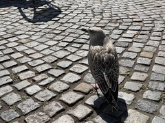 Larus argentatus