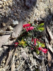 Epacris impressa