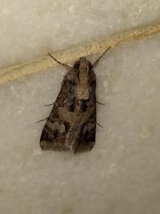 Melipotis famelica