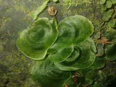 Trichomanes tahitense