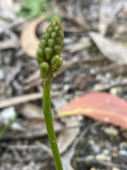 Bulbine bulbosa