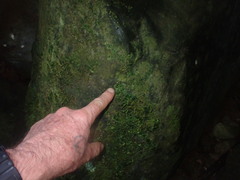 Trichomanes tahitense