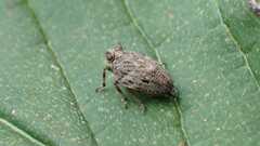 Issus coleoptratus