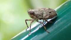 Issus coleoptratus