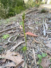 Bulbine bulbosa