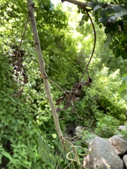 Piptadenia obliqua