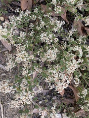 Spyridium parvifolium