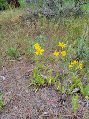Arnica sororia