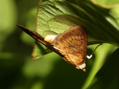 Crypsiptya coclesalis