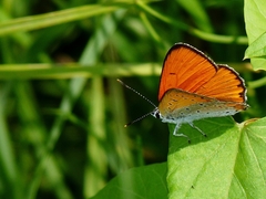 Lycaena dispar