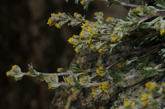 Artemisia umbelliformis