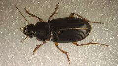 Pseudoophonus