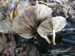 Pholiota polychroa