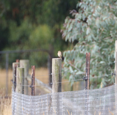 Anthus australis