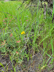 Arnica sororia