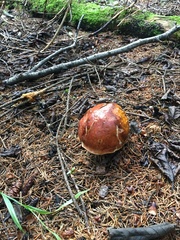 Boletus subvelutipes
