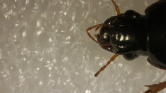 Pseudoophonus