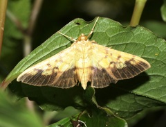 Syllepte sellalis