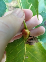 Pemphigus populicaulis