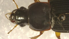 Pseudoophonus