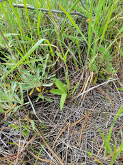 Arnica sororia