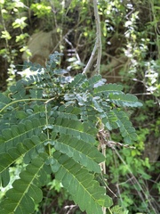 Piptadenia obliqua