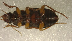 Pseudoophonus