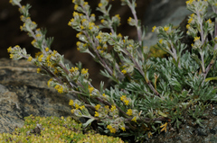 Artemisia umbelliformis